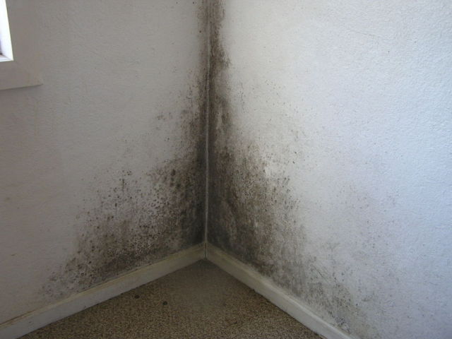 mold