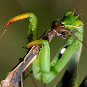 sb2-praying-mantis