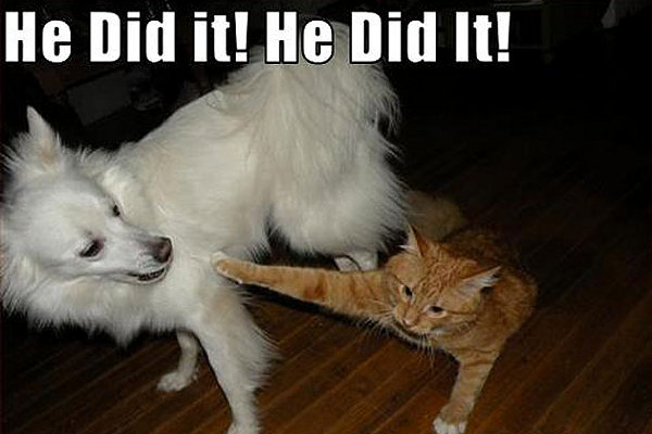 he-did-it-he-did-it-cat-and-dog