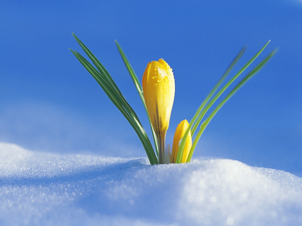 crocus_flower_drops_snow_spring_awakening_20861_1024x768wallpaper